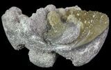 Partial Crystal Filled Fossil Whelk - Rucks Pit, FL #69065-1